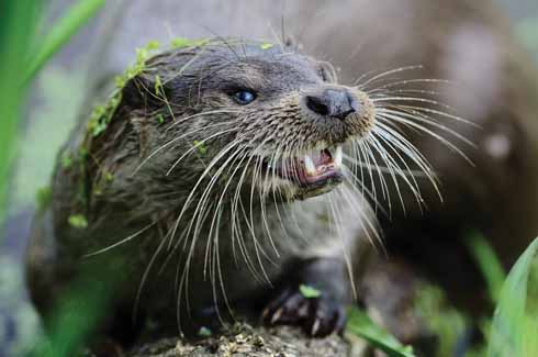 A clean-up of rivers, together with a ban on hunting has given the otter's population the chance to recover