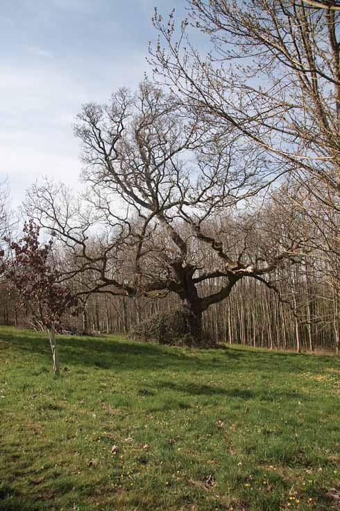 Wyndham's Oak (or the Judge's Tree) at Silton is one of the bonus sights one sees as one follows the Stour in North Dorset