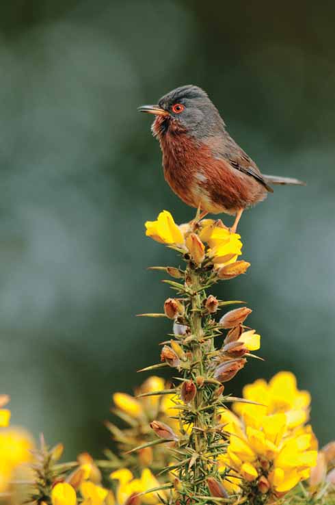 The Dartford warbler is one of the rare heathland creatures that Dorset is so lucky to host. By ensuring heath fires are spotted quickly and controlled, their long-term future is more certain.