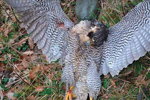Persecution of raptors, like this peregrine falacon, which was shot near Yetminster last year, is one of the many facets of wildlife crime that Steve Marsh and his team investigates