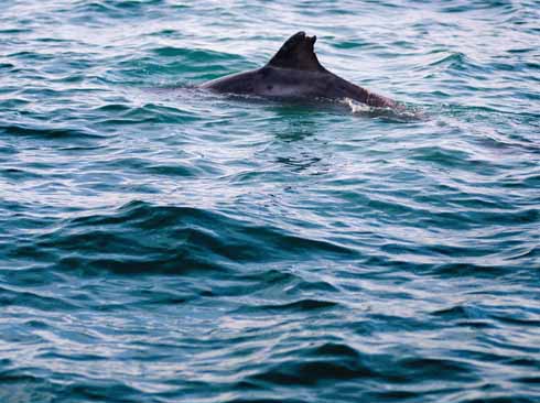 'Clet', the much-travelled bottlenose dolphin, in Balaclava Bay, Portland is one of the larger animals that need protection in Dorset and on its water (Steve Belasco/www.jurassicphotographic.com)