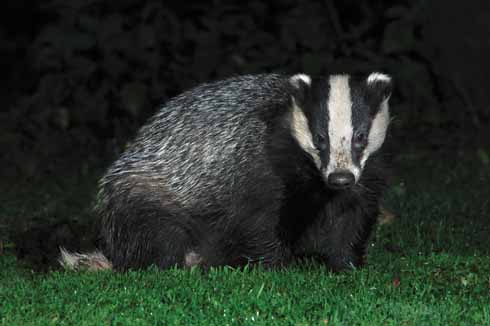 ❱ Badgers are one common victim of persecution from some of those living and working in the country. Deer meanwhile increasingly fall foul of poachers.