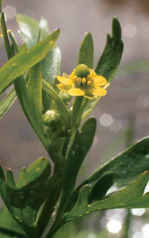 The celery-leaved buttercup has easily recognised leaves and flowers and is a plant of pond margins and other wet and disturbed areas