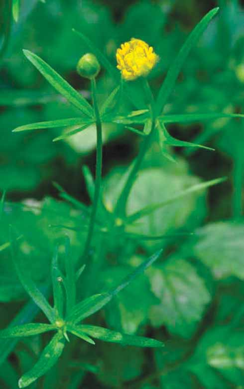Goldilocks buttercup is an inconspicuous plant of old woodlands rarely forming extensive stands; its finely divided upper leaves and often reduced flowers are easily overlooked amongst other plants.