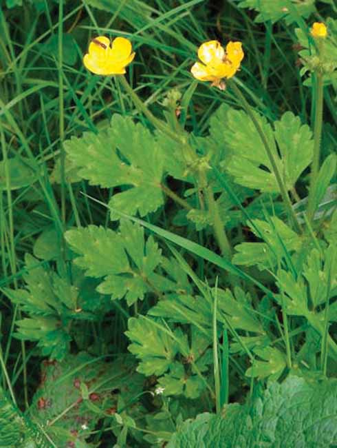 One of our commoner buttercups, creeping buttercup has a furrowed flower-stalk; leaves only slightly divided and often with pale markings; it is often low growing and spreads by runners surviving regular mowing.