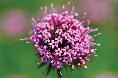 Phuopsis Stylosa A close-up of a Phuopsis flower with its small, narrowly funnel-shaped pink flowers