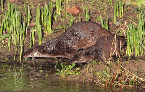 When travelling up the river back to her holt, the mother otter will make frequent stops to come out of the water to check that all is well before proceeding