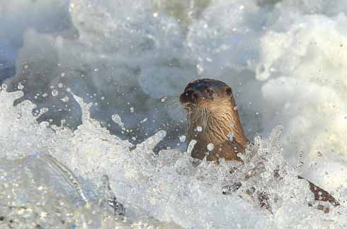 Just below the weir is a favoured place for otter spotters in Blandford as there is often some activity there. The Blandford otters are very often visible in daylight, rather than just at dawn and dusk