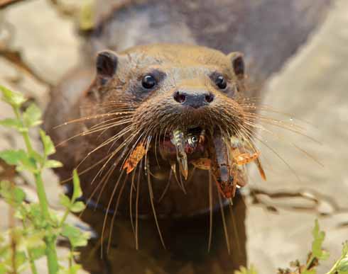 Just below the weir is a favoured place for otter spotters in Blandford as there is often some activity there. The Blandford otters are very often visible in daylight, rather than just at dawn and dusk
