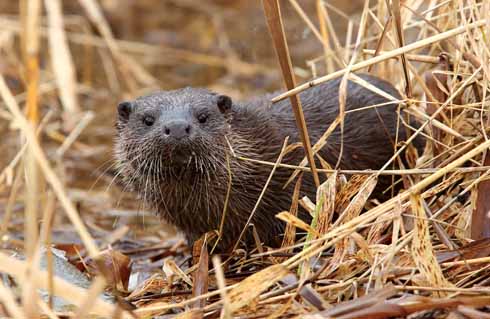Although on the alert, Blandford's otters can – assuming the photographer has a decent lens – be captured in a candid way if, like Paul, one is prepared to wait quietly