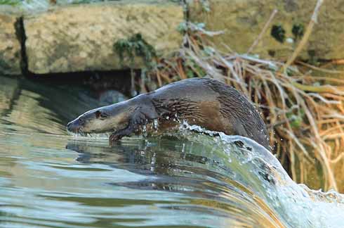 Runner-up in the 'Mammals on our doorstep' category of the Mammal Society’s 2016 Mammal Photographer of the Year competition, this shot is entitled 'Surfing the weir'