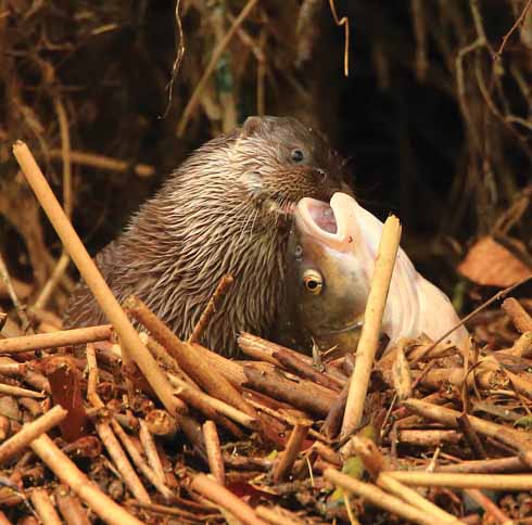 Paul's winning shot from the Mammal Society’s 2016 Mammal Photographer of the Year 'A Close Encounter' category. The otters at Blandford are not tame and are easily spooked, but will sit and eat if there are no sudden movements or noises.
