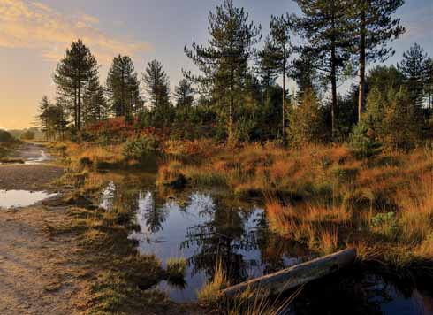 Heath, bog and forest sit cheek by jowl just off the Wareham Forest road at the beginning of our journey