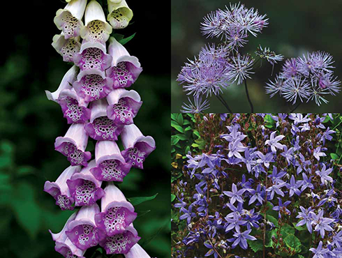 Clockwise, from left: Thalictrum, otherwise known as Chinese meadow rue; the tubular flowers of foxgloves invite invertebrates to visit; campanula flowers are irresistible to insect pollinators