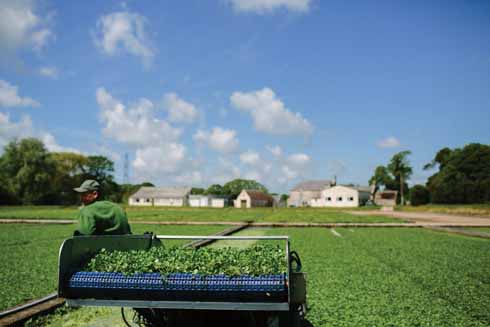 There's a degree of mechanisation to modern watercress production, but the crystal-clear waters are still a requirement