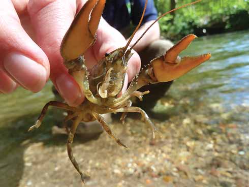 Populations of the native white-clawed crayfish have been hit by a 'plague' thought to be carried by the invasive American signal crayfish