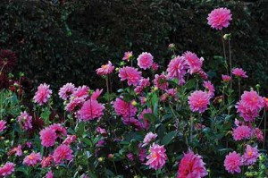 Some of the glorious dahlias making a grand display in the kitchen garden