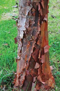 Cinnamon coloured bark of the Acer griseum or  Paperbark maple 