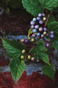 The intriguing climber, Ampelopsis brevipedunculata, which develops pinkish-purple fruit that turn clear blue and turquoise in the autumn and looks just like porcelain