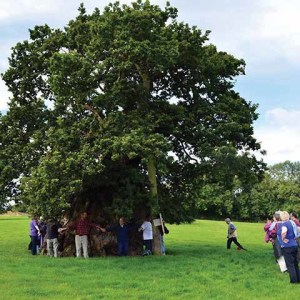 Walkers around the Wyndham Oak in Silton near Gillingham
