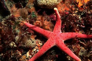 The Bloody Henry sea star is almost always found near sponges and coral because of the currents they create, making it easier for the sea star to filter feed