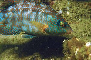 Ballan Wrasse are the biggest and most common of the  wrasse family. They have powerful jaws and eat mussels, cockles, limpets,  winkles and even hardback crabs and small lobsters