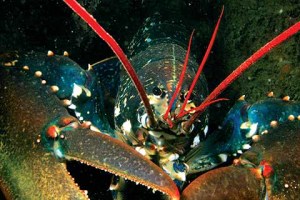 The European lobster can grow up to two feet long (60cm) and weigh up to nearly a stone (6kg)  Credit: Peter Tinsley