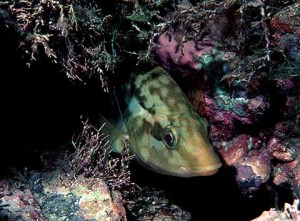 Ballan Wrasse are the biggest and most common of the  wrasse family. They have powerful jaws and eat mussels, cockles, limpets,  winkles and even hardback crabs and small lobsters